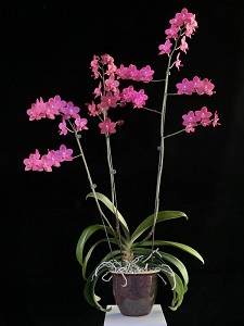 Phal. Phoenix Sweetheart Trinity CCM 86 pts.